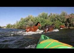 Enlace a Kayakistas ceden el paso a caballos cruzando un río