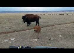 Enlace a Bebé bisonte llama a su madre para enfrentarse a un humano
