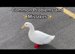 Enlace a Cómo levantar un pato en sencillos pasos