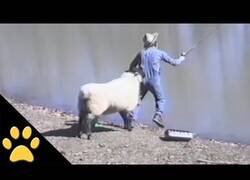 Enlace a Una oveja calcula su golpe a un pescador