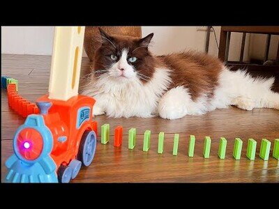 Gatos reaccionan a un tren colocador de fichas de dominó