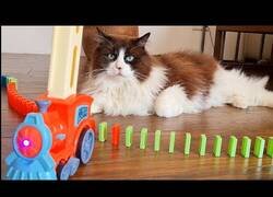 Enlace a Gatos reaccionan a un tren colocador de fichas de dominó