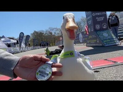 Un pato corre una maratón y gana una medalla