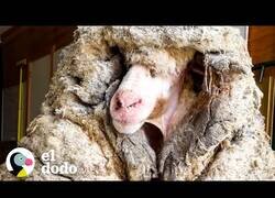 Enlace a Una oveja con 36 kilos de lana se transforma