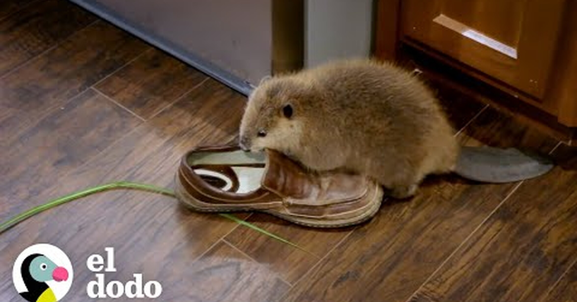 ¡No tengo tele! / Así es ver crecer a un castor bebé