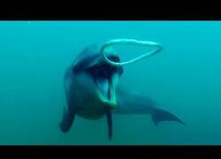 Enlace a Delfines reaccionan a burbujas extrañas