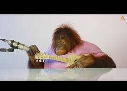 Enlace a Un orangután hace un ASMR con instrumentos musicales