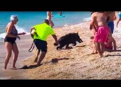 Enlace a Un jabalí sale del mar y ataca a bañistas en una playa de Alicante