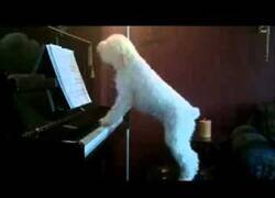 Enlace a El perro que toca el piano mejor que tú