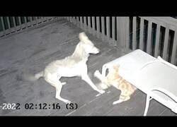Enlace a Cámara de seguridad capta una pelea entre un gato y un coyote