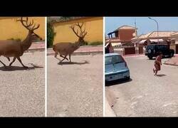 Enlace a Un niño es perseguido por dos ciervos en Matalascañas