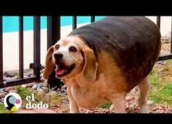 Enlace a El Beagle que perdió el 70% de su peso corporal