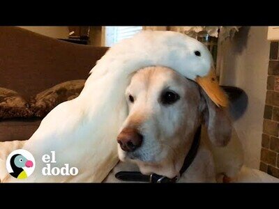 El perro que se obsesionó con un pato