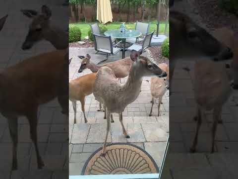 Madre ciervo se cuela en un jardín para presentar a sus crías