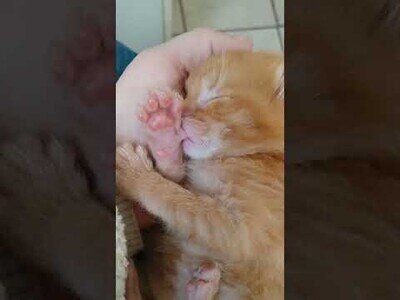 El gatito que dormía chupándose el pulgar
