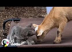 Enlace a Gato callejero se cuela en una granja y entabla amistad con dos cabras