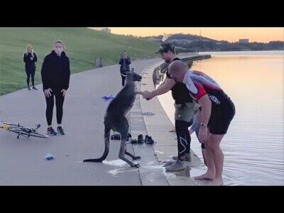 Canguro tiene la mano a unos humanos después de sacarlo de un lago