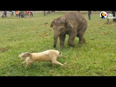 Bebé elefante se frustra al no poder atrapar a un perro