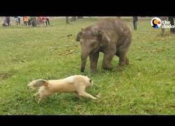 Enlace a Bebé elefante se frustra al no poder atrapar a un perro