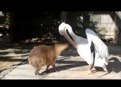 Enlace a Un capibara interacciona con un pelicano
