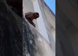 Enlace a Un mono con un cuchillo aterroriza un barrio en Brasil
