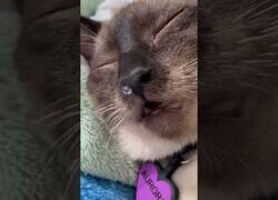 Enlace a Gato durmiendo con una pompa en la nariz como en los dibujos animados