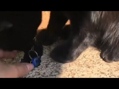 Un gato ayuda a recuperar unas llaves que habían caído en un agujero