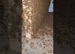 Enlace a Casa abandonada plagada de escorpiones