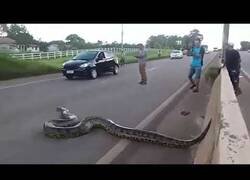 Enlace a Anaconda gigante detiene el tráfico de una carretera