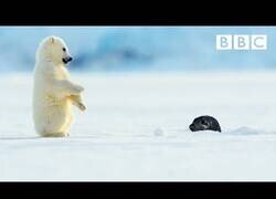 Enlace a Una foca sorprende a un pequeño oso polar