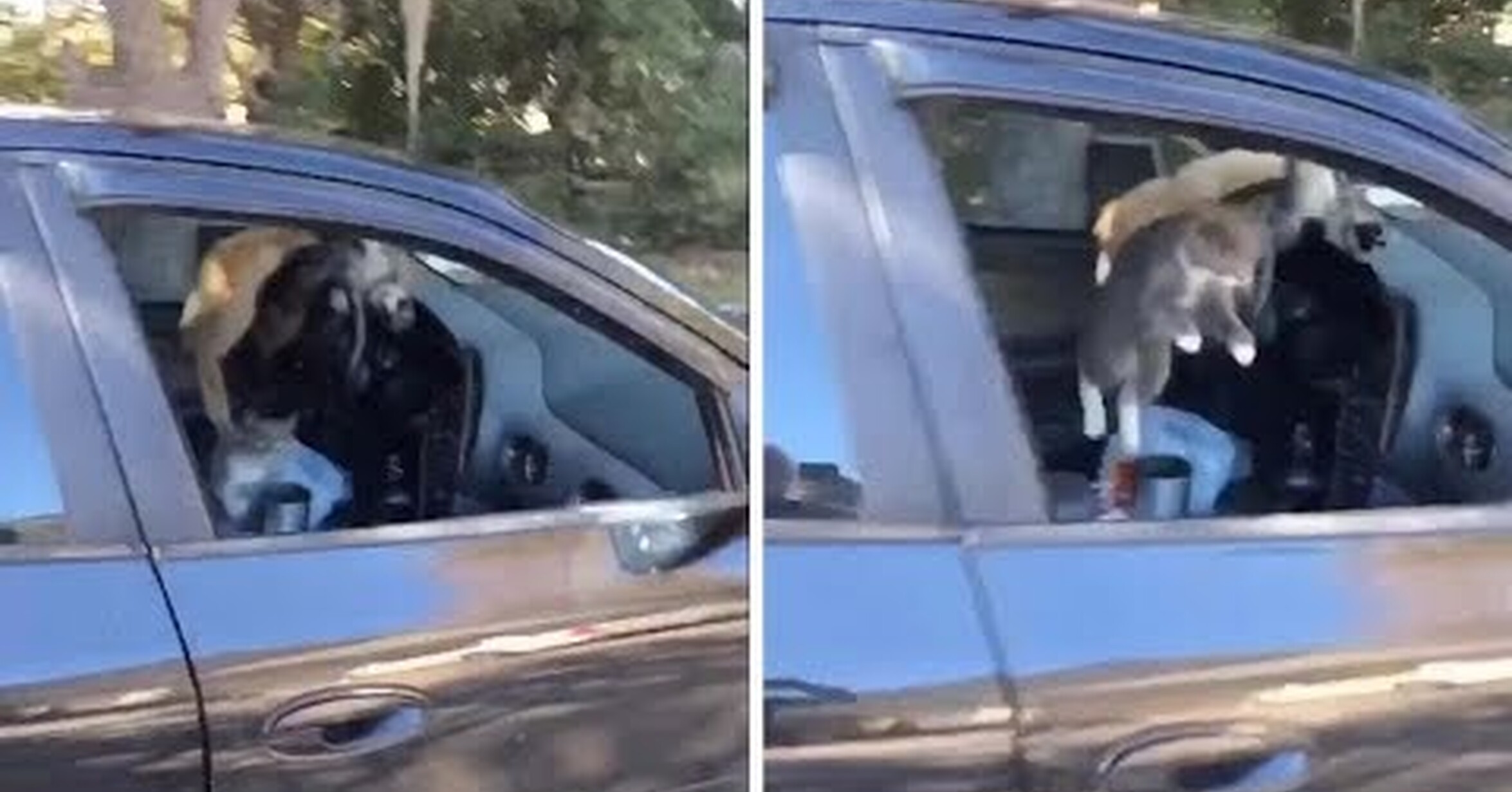 ¡No tengo tele! / Nunca metas varios gatos en un coche