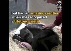 Enlace a Un chimpancé anciano no quería comer hasta que recibió la visita de su antiguo cuidador
