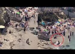 Enlace a Leones marinos persiguen a bañistas en una playa de California