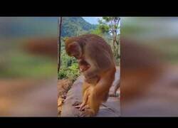 Enlace a Un mono practica la maniobra de Heimlich con su cría