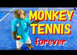Enlace a Con todos ustedes, el mono tenista