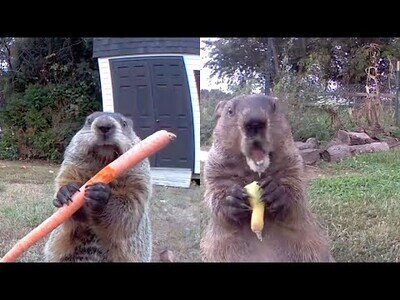Una marmota roba la cosecha de un granjero y se la come delante de su cámara de seguridad