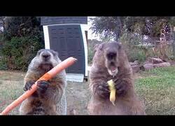 Enlace a Una marmota roba la cosecha de un granjero y se la come delante de su cámara de seguridad