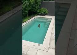 Enlace a Tan solo un mapache nadando en una piscina