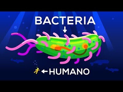 ¿Hasta qué tamaño puede llegar una bacteria?