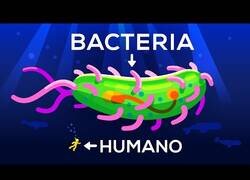 Enlace a ¿Hasta qué tamaño puede llegar una bacteria?