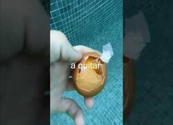 Enlace a Qué pasa si rompes un huevo en el agua