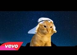 Enlace a La canción del gato árabe que te dejará perplejo