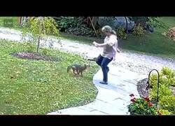 Enlace a Una mujer es atacada por un zorro con la rabia mientras hablaba por teléfono en un parque