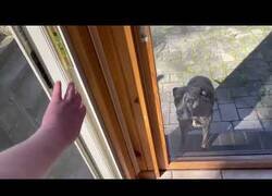 Enlace a Perro descubre como funcionan las puertas de su casa