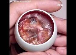 Enlace a Criando un pollito en un huevo descapotable