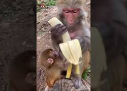 Enlace a Un mono le quita los hilos a un plátano antes de comérselo