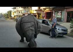 Enlace a Un rinoceronte anda suelto por la ciudad
