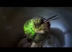 Enlace a Un colibrí durmiendo y roncando placidamente