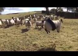 Enlace a Una oveja atrapada en un columpio de rueda