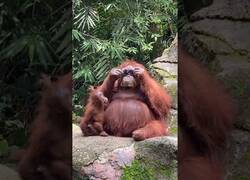 Enlace a Orangután se prueba una gafas que se le habían caído a un visitante del zoo